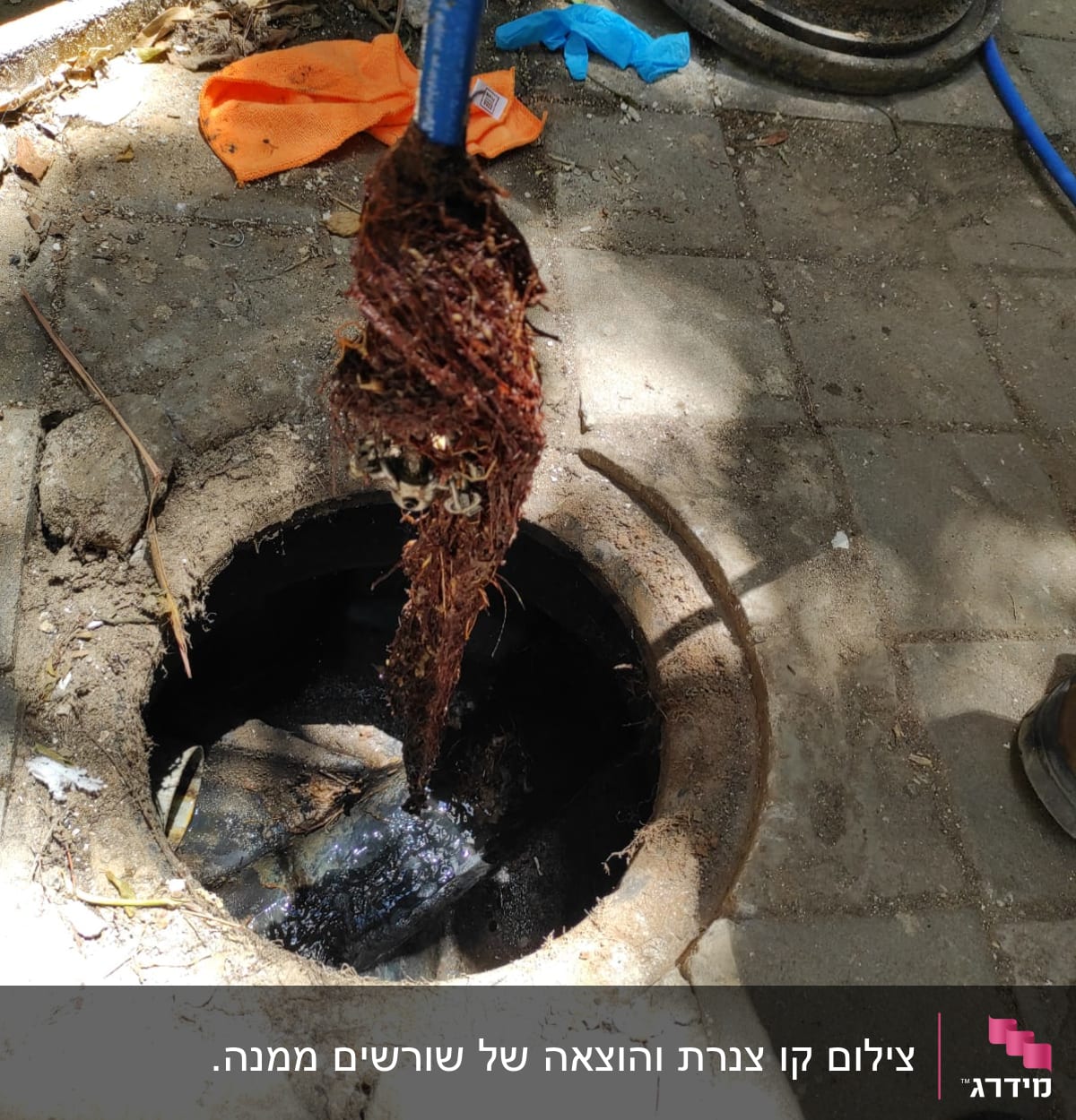 שורשים נשלפים מתוך ביוב עם צינור כחול